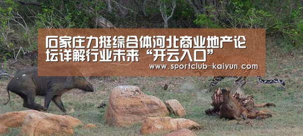 石家庄力挺综合体河北商业地产论坛详解行业未来“开云入口”